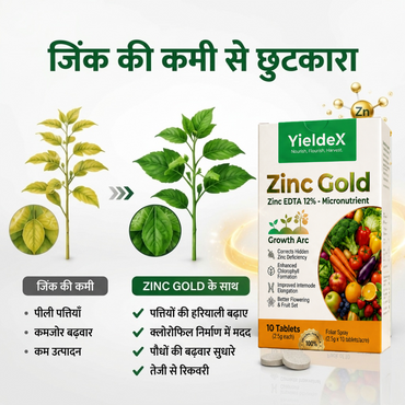 ZINC GOLD Patented Zinc EDTA 12% Effervescent Tablet
