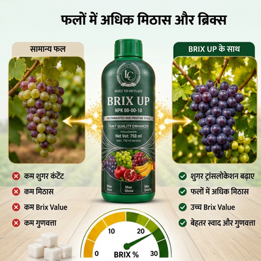 BrixUp | NPK 06:00:18 | Fertilizer | All crops