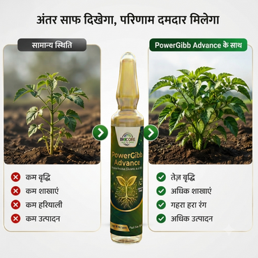 Power Gibb Advance | Vinasse Residue (Glutamic Acid 18%) | Biostimulant | Cauliflower, Cabbage, Tomato , Chilly