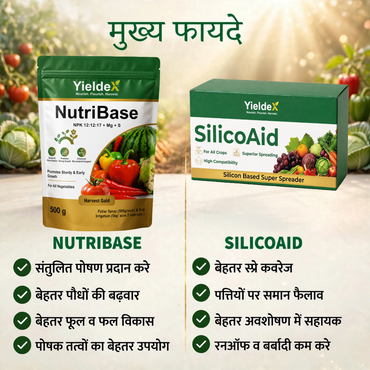 NUTRIBASE + SILICOAID Combo | NPK 12:12:17 + Mg + S Water Soluble Fertilizer & Silicon Super Spreader | Better Nutrition, Spray Coverage & Crop Growth