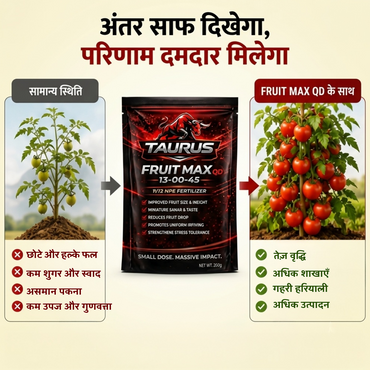 FRUIT MAX QD 13-00-45 | High Potassium Water-Soluble NPK Fertilizer | Fruit Development & Ripening