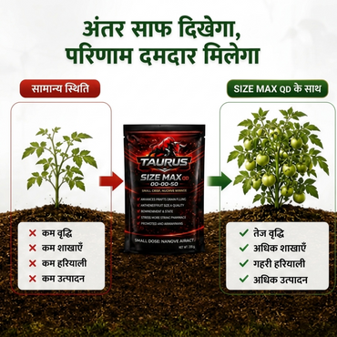 SIZE MAX QD 00-00-50 | High Potassium Water-Soluble NPK Fertilizer | Fruit, Grain Size & Quality Enhancer