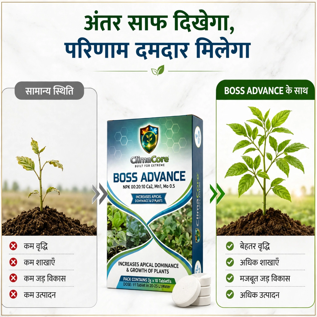 Boss Advance | NPK 00-20-10 Ca2 Mn1 Mo 0.5 | Secondary nutrient | All Crops