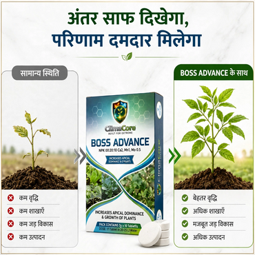Boss Advance | NPK 00-20-10 Ca2 Mn1 Mo 0.5 | Secondary nutrient | All Crops